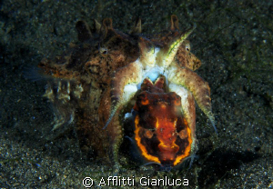 meeting of flamboyant cuttlefish by Afflitti Gianluca 